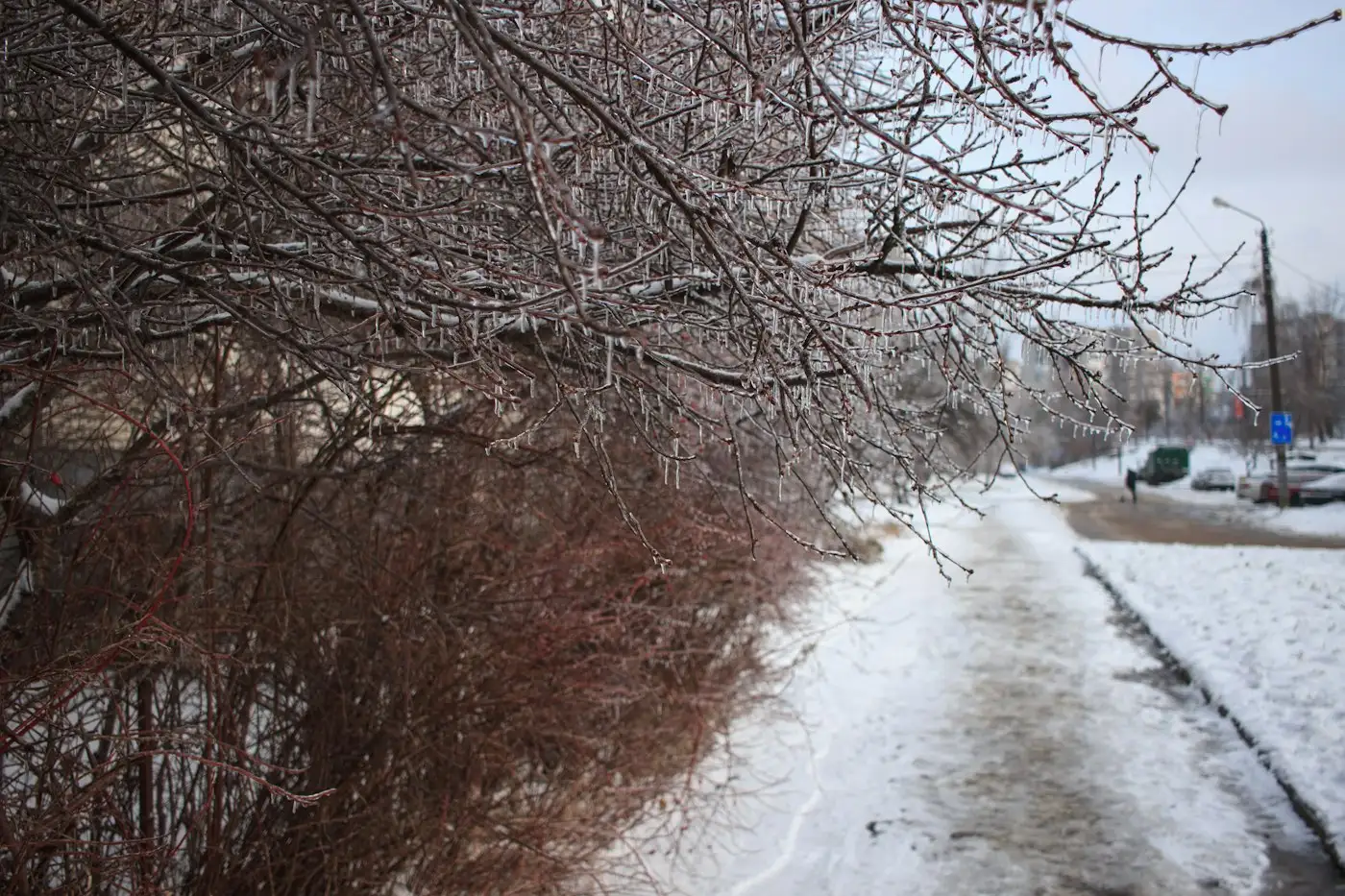 Icy branches along a snowy sidewalk