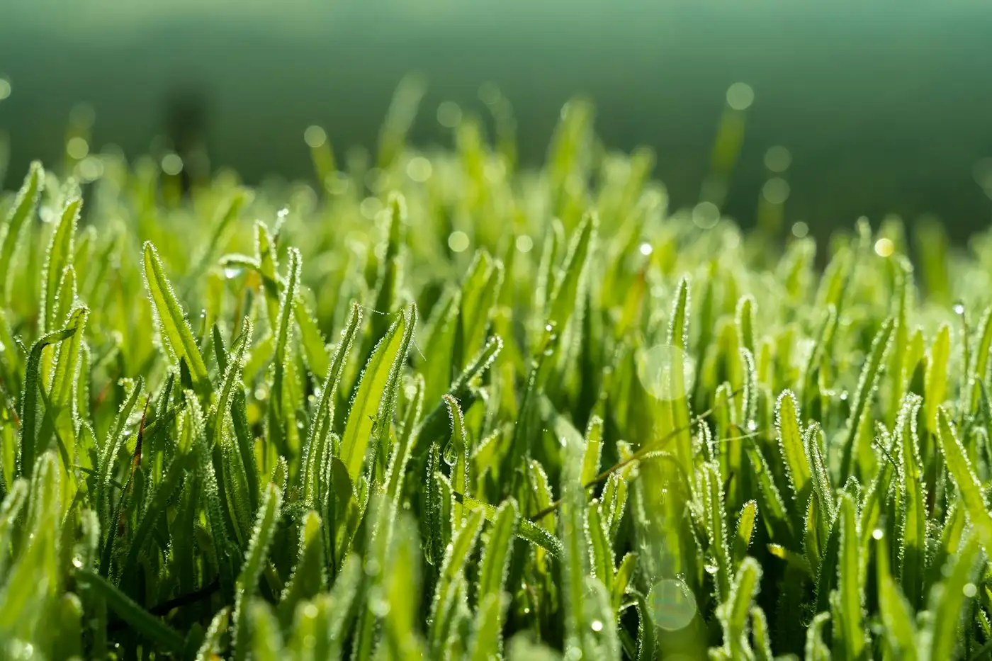 A field of grass with drops of water on it