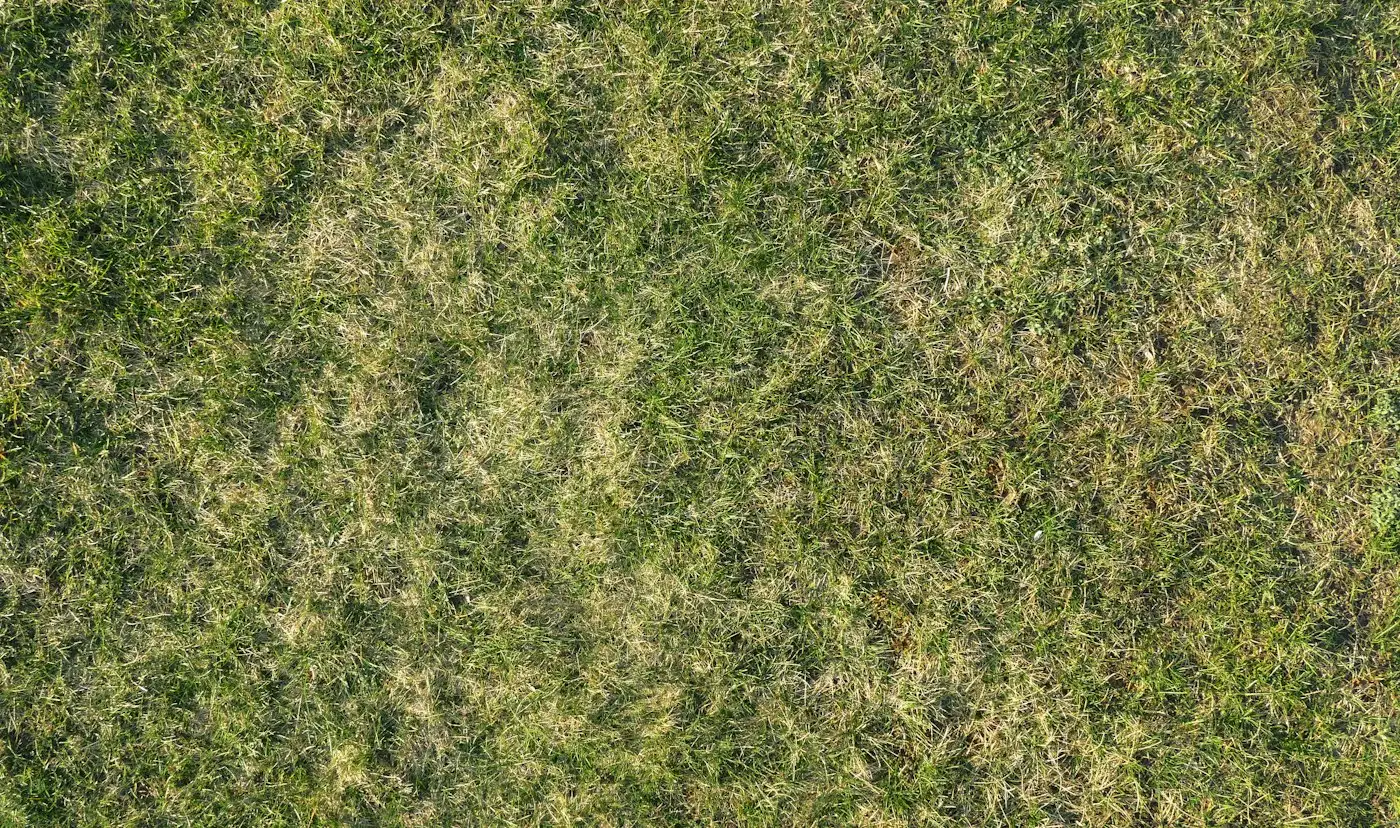 A patch of grass that has been cut down