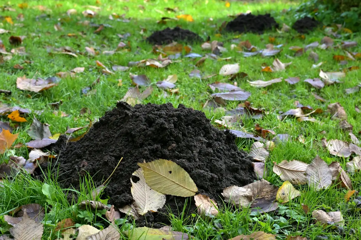 Several molehills on a grassy lawn with fallen leaves