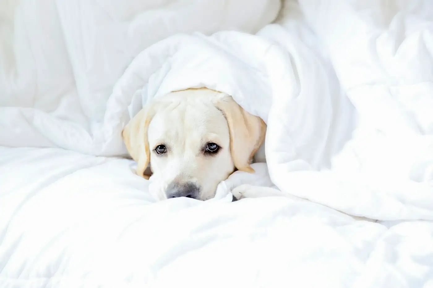 A dog laying under a blanket on a bed