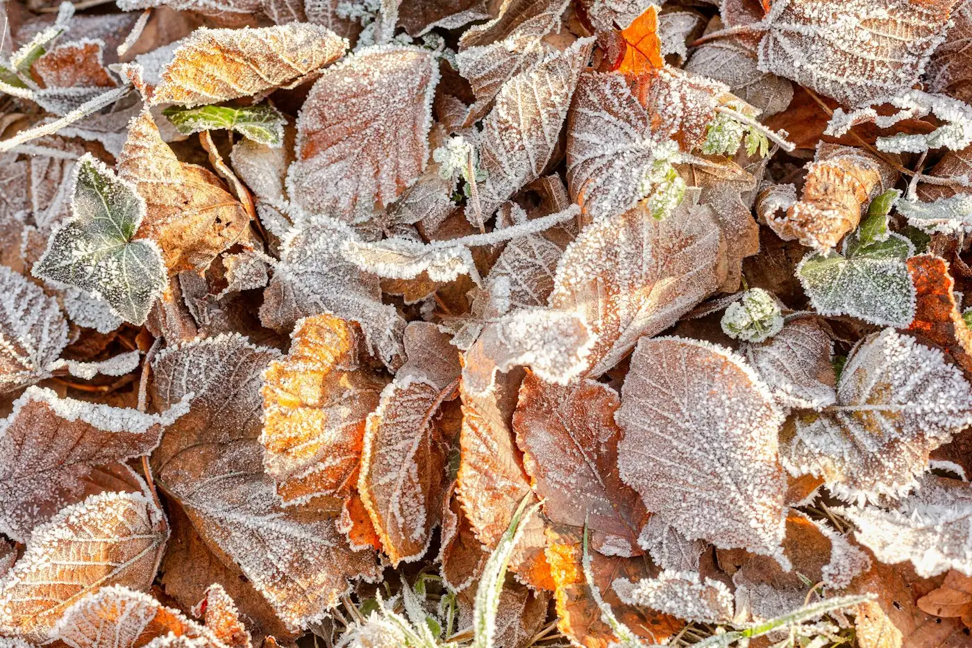A close up of a bunch of leaves covered in frost