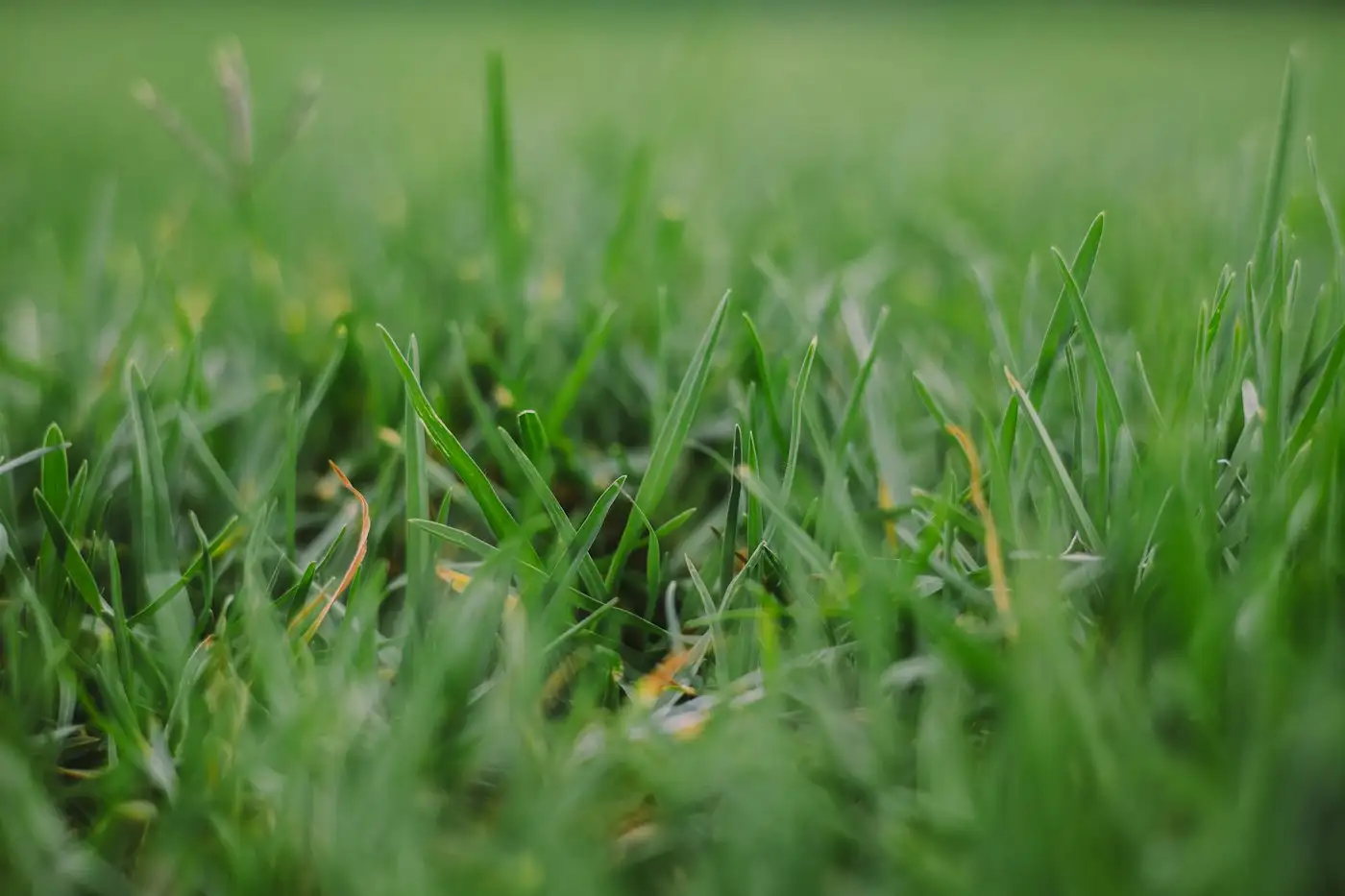 Close up view of lush green grass blades