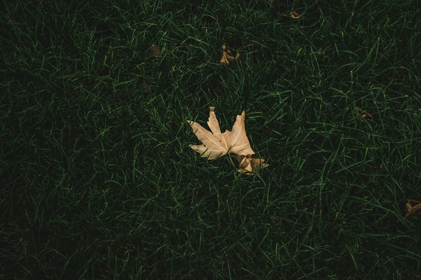 Brown maple leaf on green grass