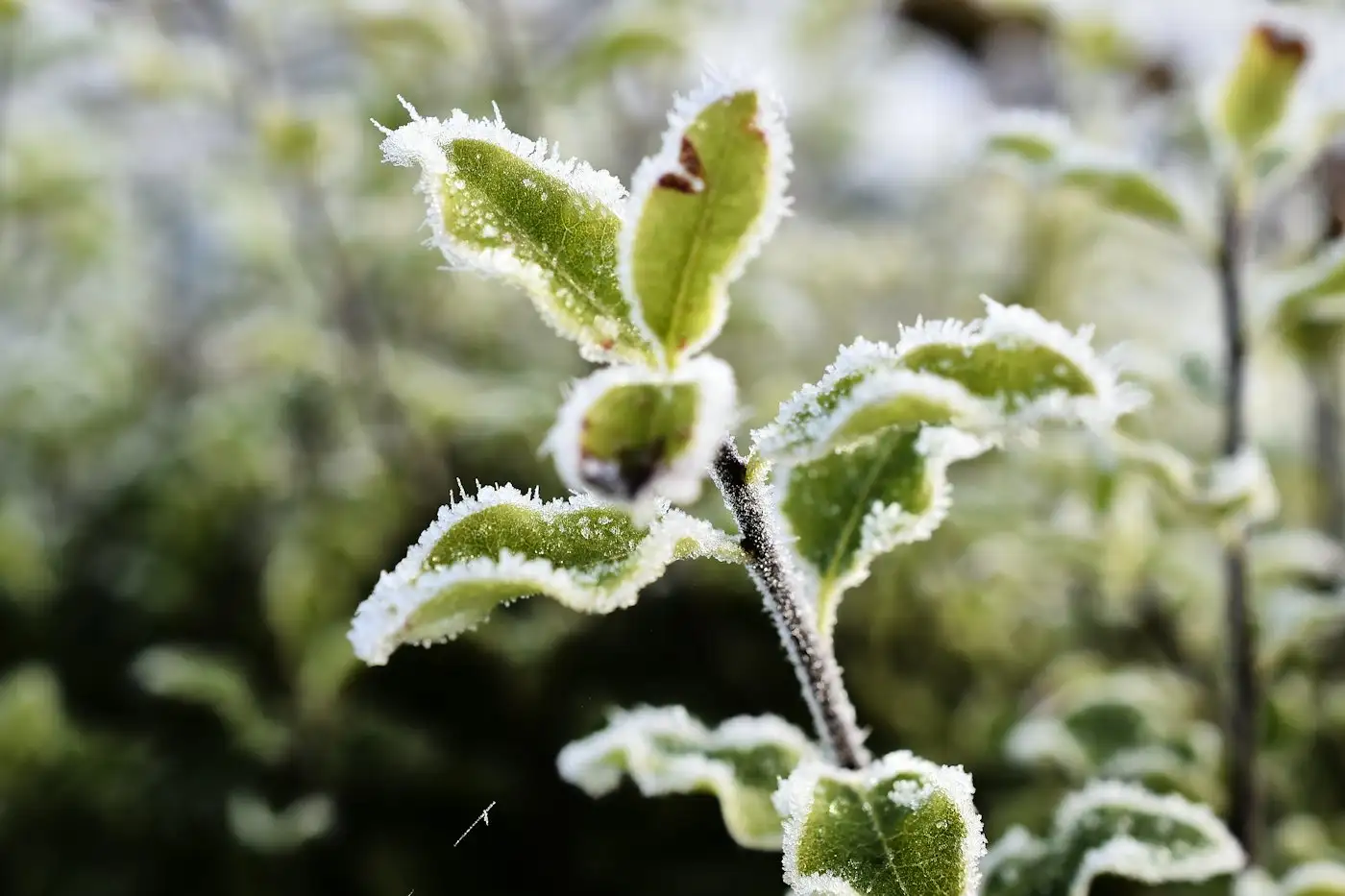A close up of a plant with frost on it