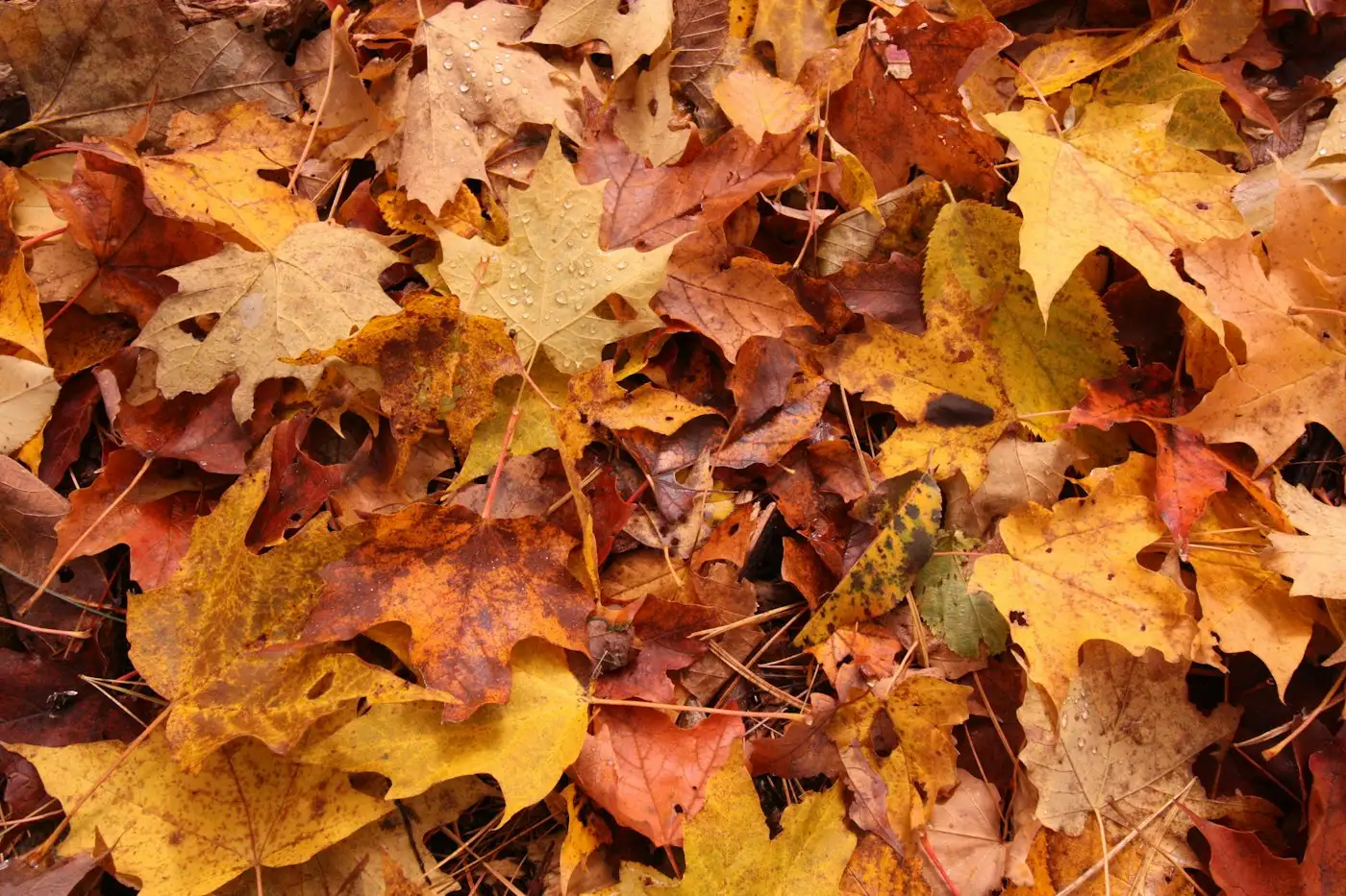 Brown and yellow maple leaves