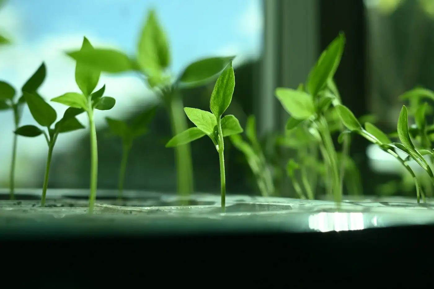 Young green seedlings growing in a tray