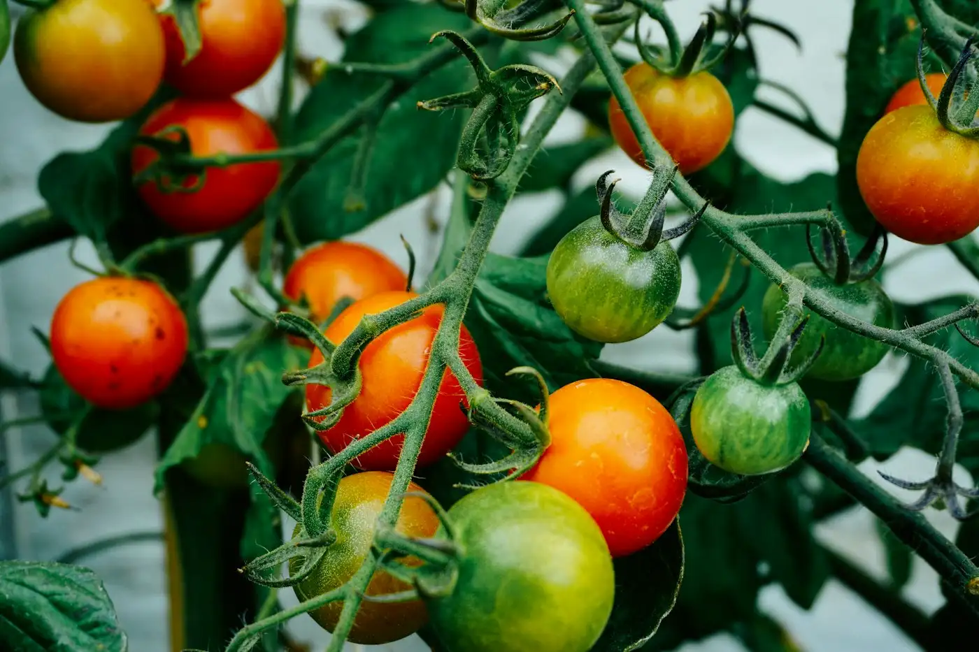Tomatoes hanging on tomato plant