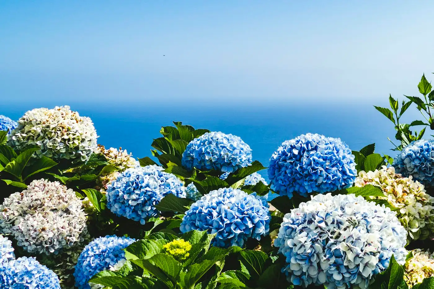 Blue and white hydrangea flowers