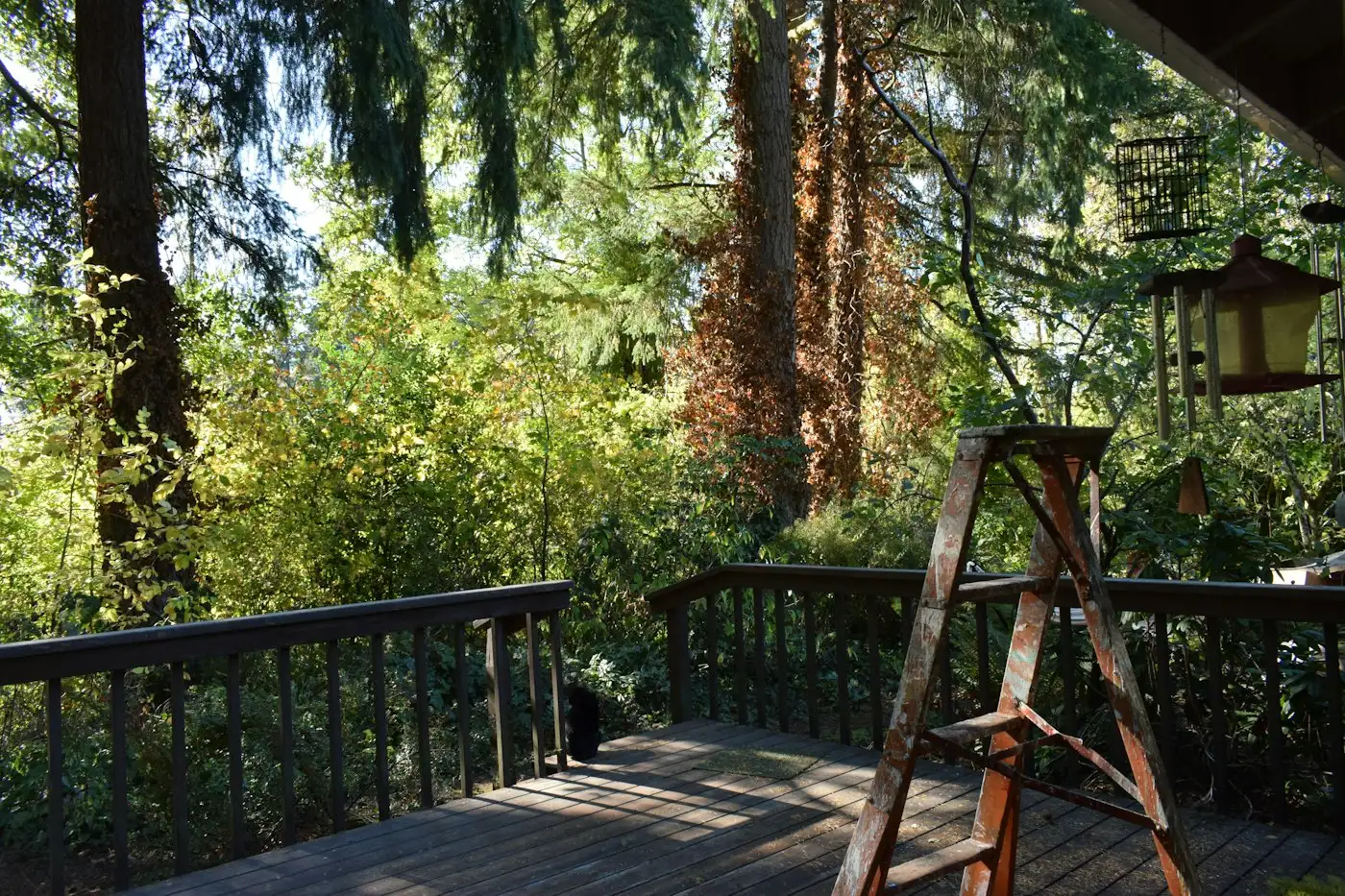 Wooden deck surrounded by lush green trees and foliage